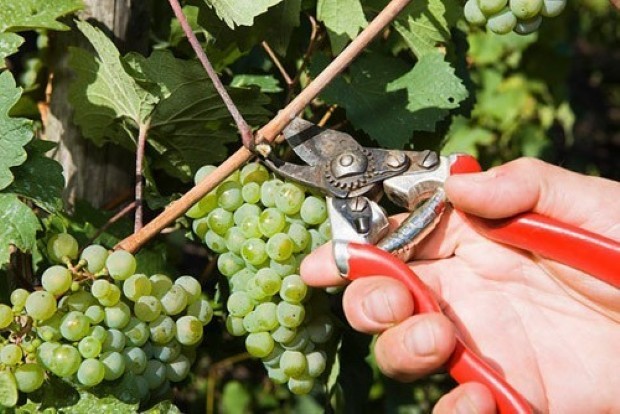 Raccolta della frutta