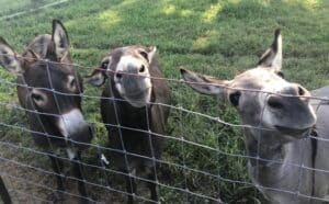 allevamento asini