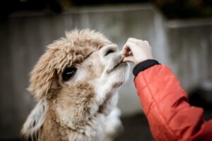 allevamento alpaca e lama