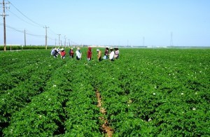 sfruttamento-della-manodopera