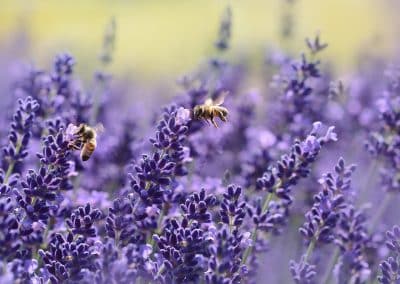 Avviare una coltivazione di lavanda