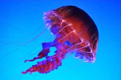 Imparare dagli animali