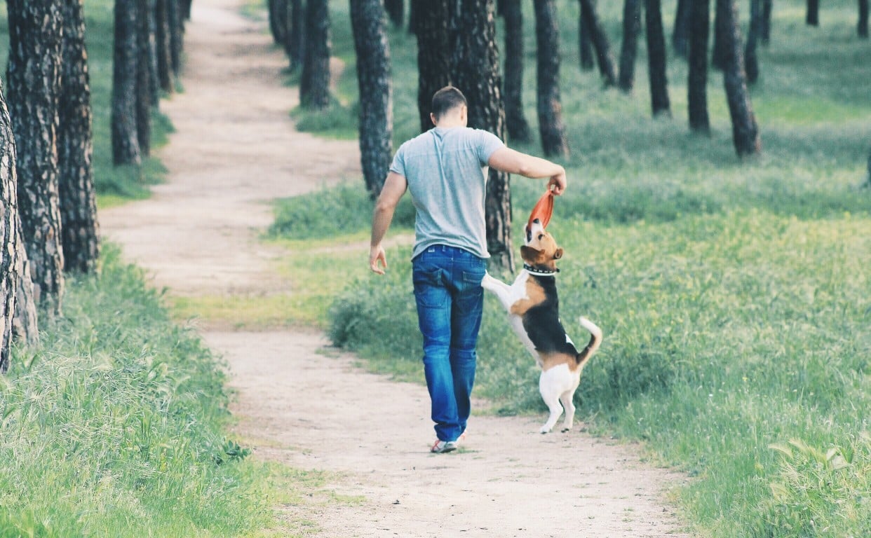 educatore e istruttore cinofilo