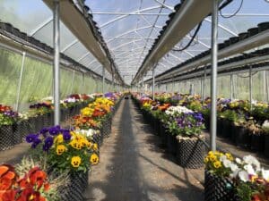 coltivazione fiori eduli