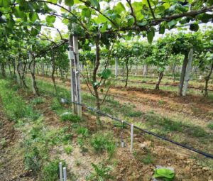 intelligenza artificiale agricoltura