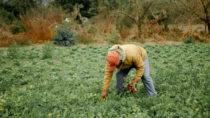 Un agricoltore raccoglie ortaggi a radice in un campo verde